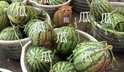 娱乐吃瓜中